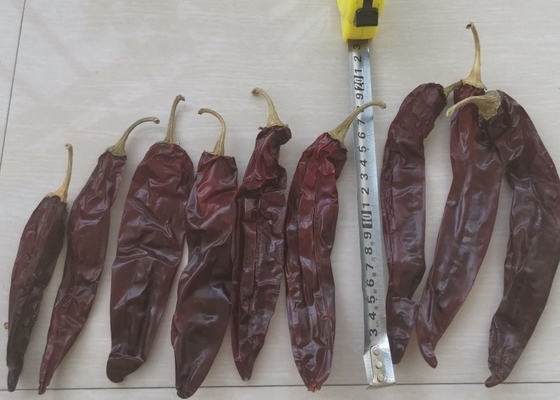 Smooth And Leathery Guajillo Chili Peppers 2 - 4 Inches Size For B2B Buyers